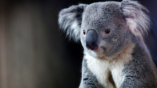 Australia sacrifica a 750 koalas con francotiradores