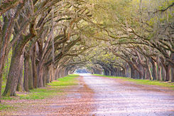Charleston, SC and Savannah, GA Travel Photography