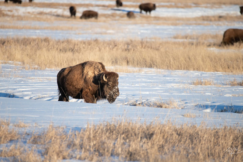 Jackson Hole, Teton, Yellowstone Travel Itinerary + Photography