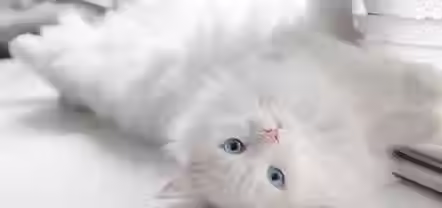 white-cat-breeds-cat-on-windowsill-67be2f58dfb1e.avif