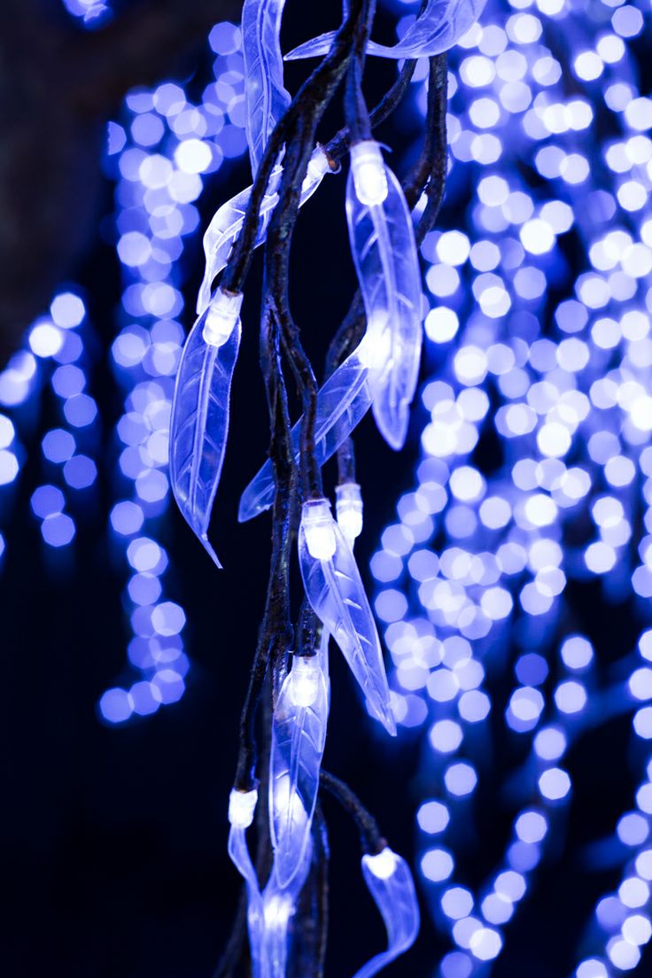 LED Willow Tree Hire