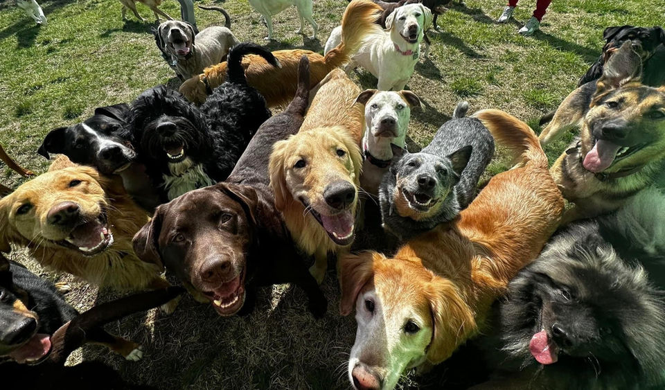 Group of dogs