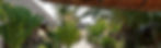P1200710-1-1024x308.jpg