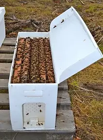 bee nuc for sale melbourne