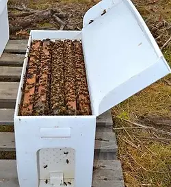 5 frame bee nuc colony for sale