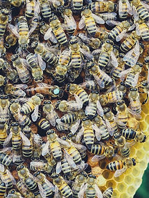 italian mated queen for sale