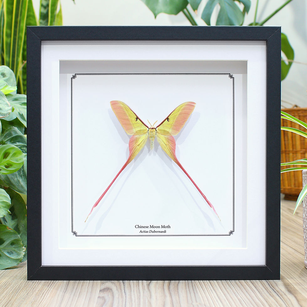 Male Chinese Moon Moth Actias Dubernardi Frame Butterfly Box Male chinese moon moth actias dubernardi frame butterfly box