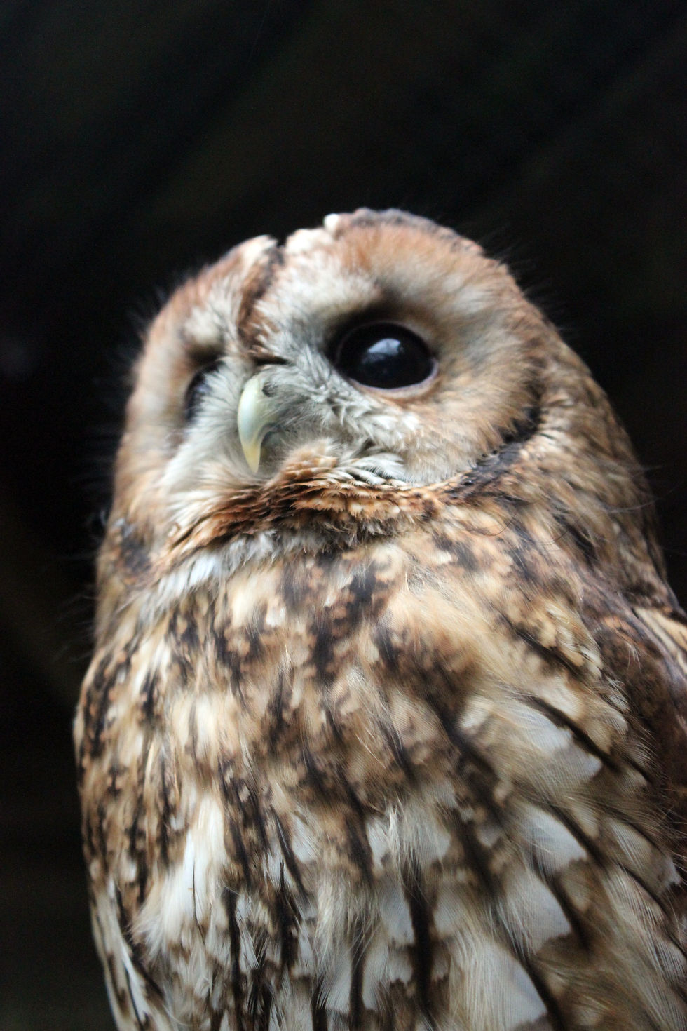 Kiwick the tawny owl