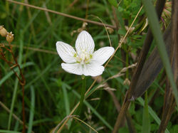 Grass of Parnassus Southrepps Common