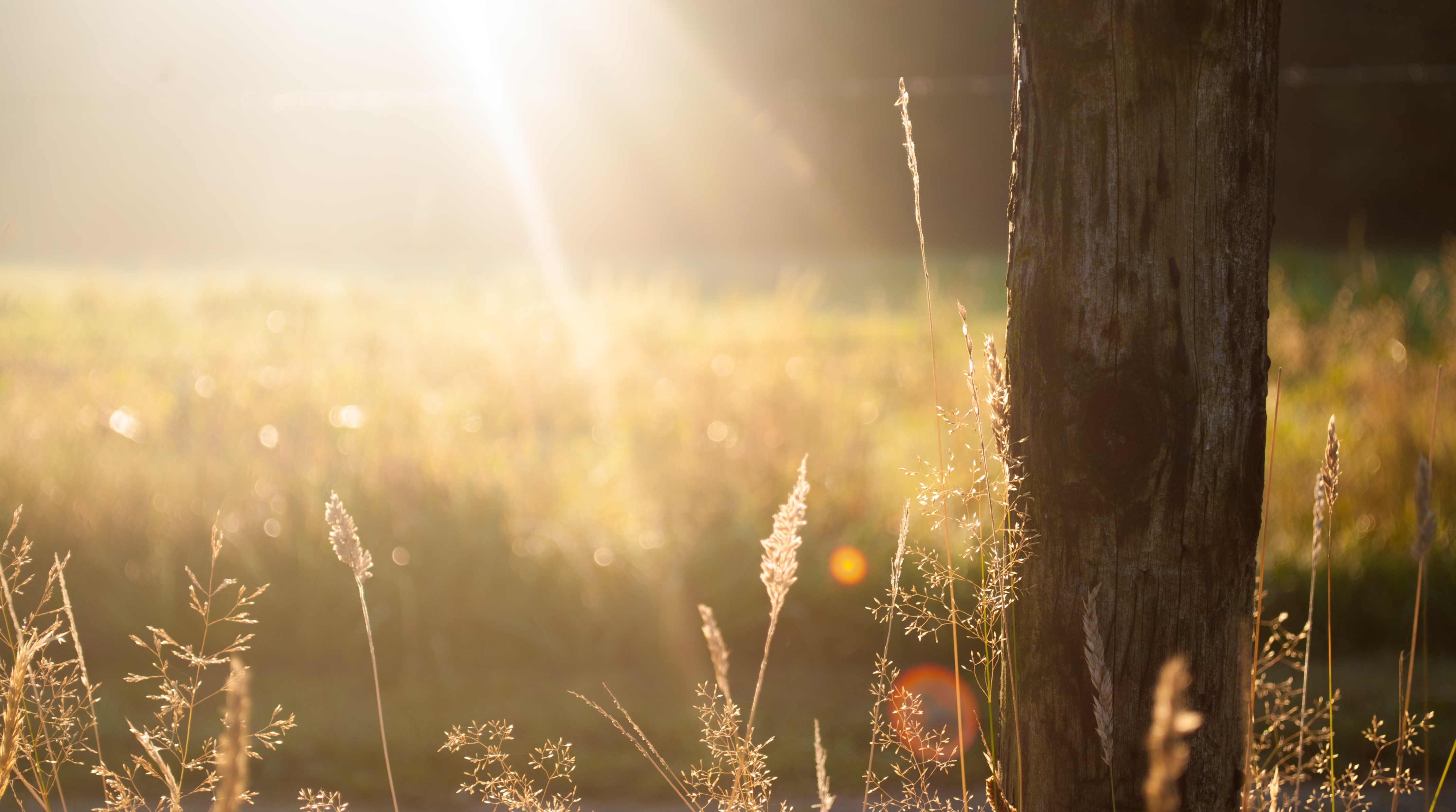 field-summer-sun-meadow-happy project