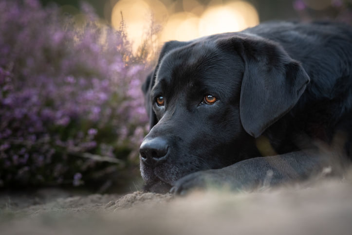 Taika-Fotografie

Professionelle und zauberhafte Tierfotografie im Fichtelgebirge, Oberfranken. Mit Herz, Passion und jahrelanger Erfahrung.