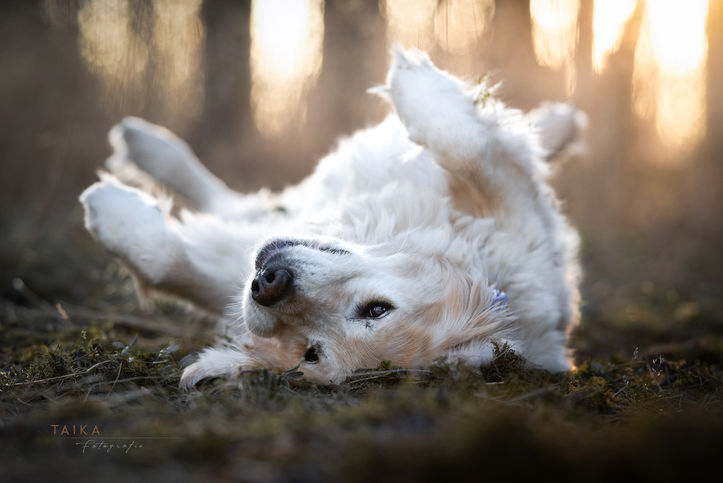 Taika-Fotografie

Professionelle und zauberhafte Tierfotografie im Fichtelgebirge, Oberfranken. Mit Herz, Passion und jahrelanger Erfahrung.