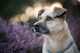 Taika-Fotografie, Taika Fotografie, Tierfotografie, Tierfotograf, Tierfotograf Oberfranken, Fotograf, Tierfotograf Bayreuth, Tierfotograf Hof, Fotograf Bayreuth, Hundefotograf, Hundefotos, Fotograf Wunsiedel, Tierfotograf Wunsiedel, Fotograf Tröstau, Tierfotograf Mittelfranken, Tierfotograf Nürnberg, Tierfotograf Bayern
