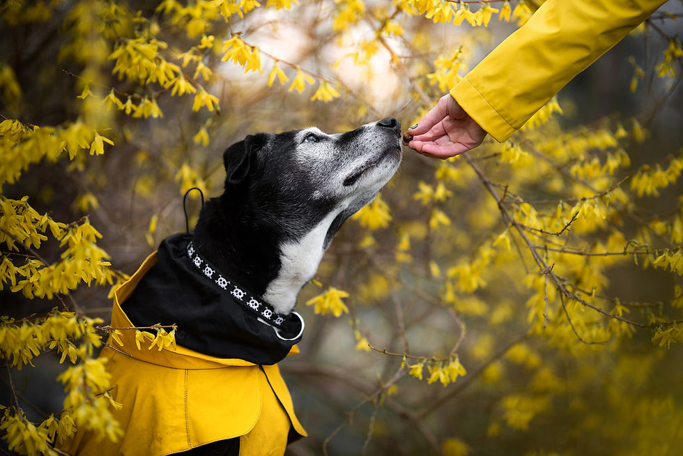 website (78)_edited_edited.jpg