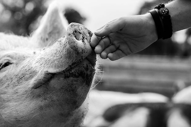 Taika-Fotografie, Taika Fotografie, Tierfotografie, Tierfotograf, Tierfotograf Oberfranken, Fotograf, Tierfotograf Bayreuth, Tierfotograf Hof, Fotograf Bayreuth, Hundefotograf, Hundefotos, Fotograf Wunsiedel, Tierfotograf Wunsiedel, Fotograf Tröstau, Tierfotograf Mittelfranken, Tierfotograf Nürnberg, Tierfotograf Bayern