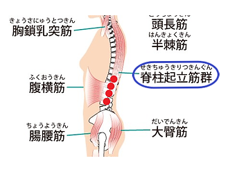 脊柱起立筋群.png