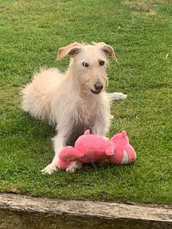 Our Dogs Ruffluckrescue