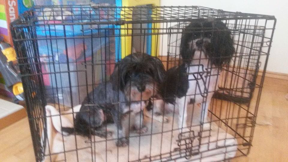 Cookie & Kiki after their groom