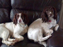 Jetly (Left)