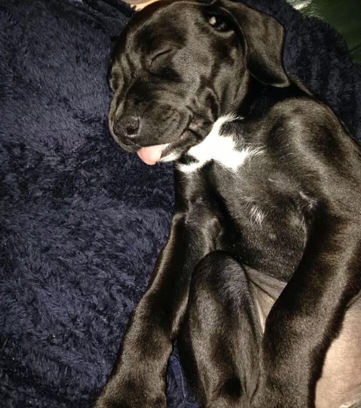 Elsa
