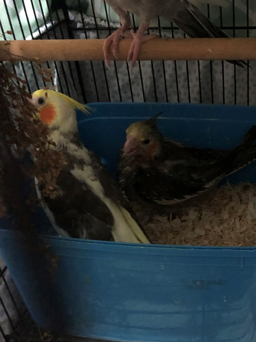Summer babies 2018/2019