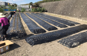 農業体験~ニンニクの種植え(*^-^*)