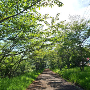観心寺前の府道209号線から清見台第4緑地までの道