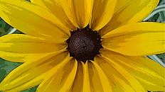 Test Item