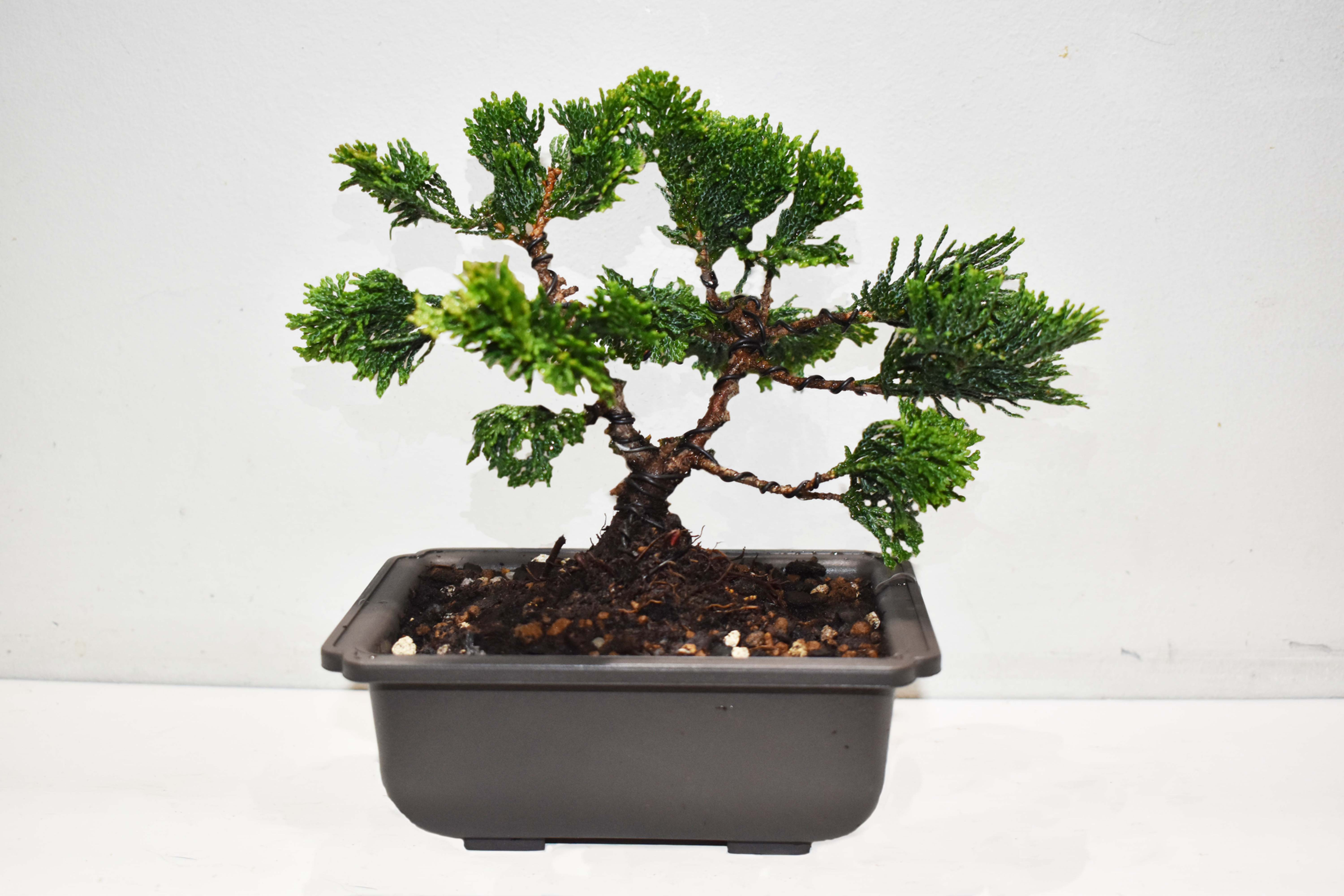 Chamaecyparis obtusa 'Nana Gracilis' Bonsai Tree