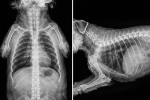 🔬 ¿Cómo se diagnostica el megaesófago canino?
