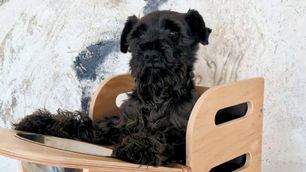 La Silla Bailey: Un Soporte Vital para Perros con Megaesófago