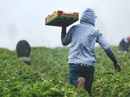 Fighting Against Forced Labour & Child Labour In Supply Chains Act: Assessing Supply Chain Risks