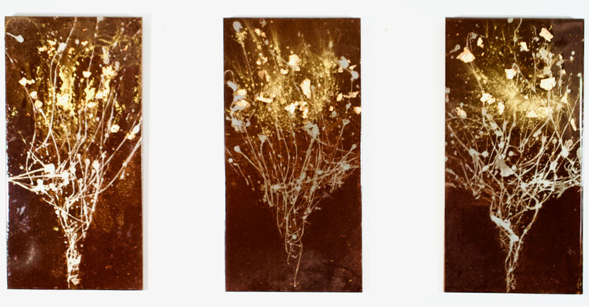 Blossoms by Joel Douek