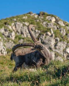 Brienzer-Rothorn, Steinbock, Ibex, Kratzen mit den Hörnern, Nahaufnahme, Tierfotografie