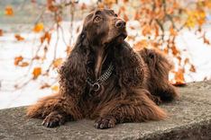 Herbstportrait eines Hundes mit farbigem Herbstlaub im Hintergrund