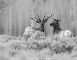 "Elk - Father and Son"