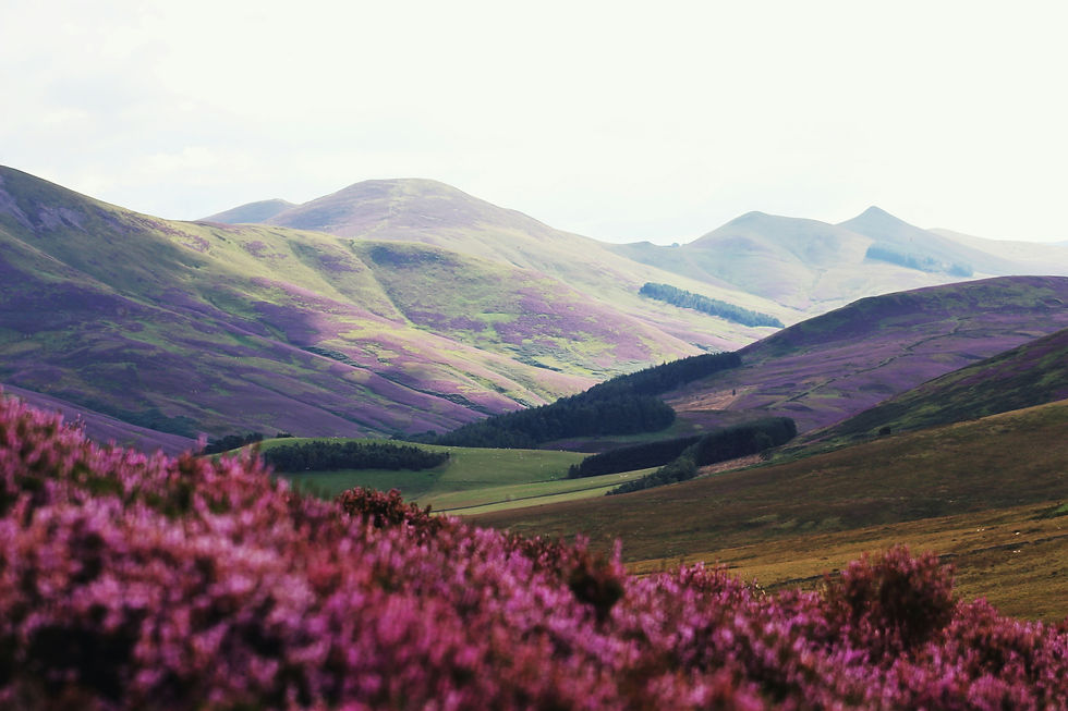 Scottish lowlands whisky