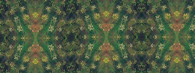 Groovy Coconuts | BrooksTropicals