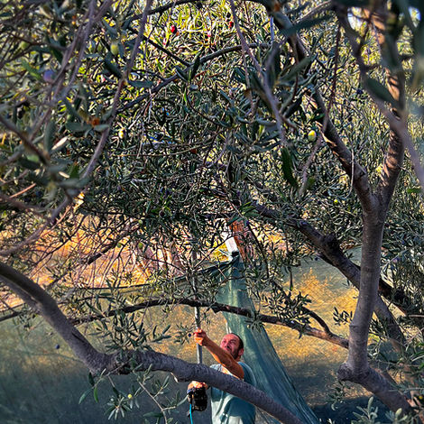 Assos Club Beyaz zeytin ağaçları fotoğrafı