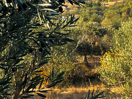 Assos Kadırga Koyunda Otel-Bungalov Seçerken Nelere Dikkat Edilmeli