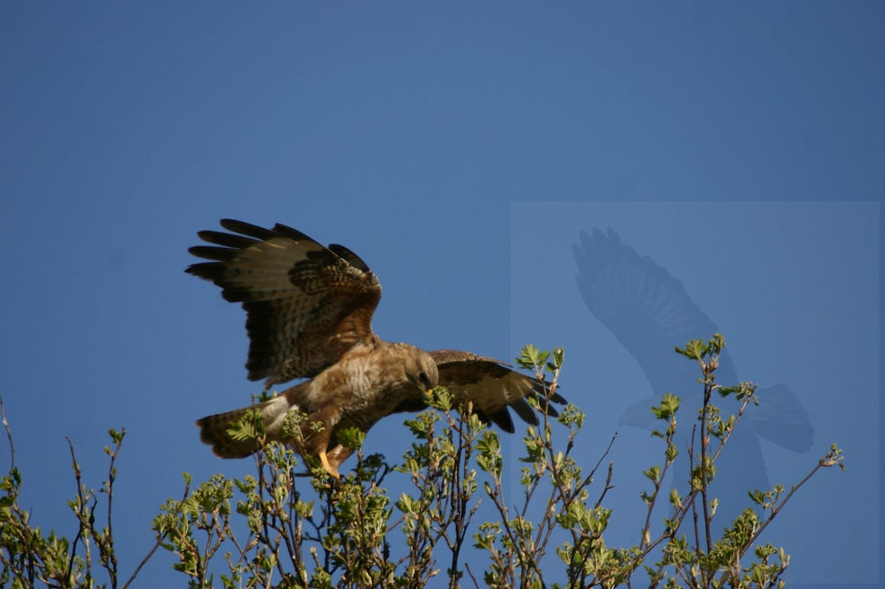 landing in a tree