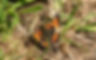 redadmiral