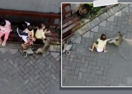 The monkey who came from the bike caught the innocent girl and dragged her away Watch the shocking