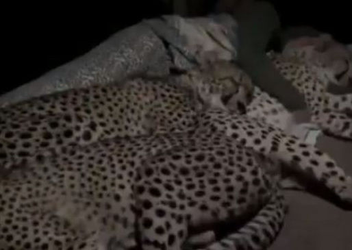 Fake News: video from south africa shared as man cuddling with cheetah in pipleshwar mahadev temple