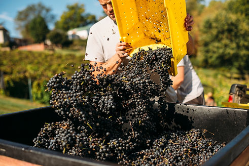 Harvest of Grapes