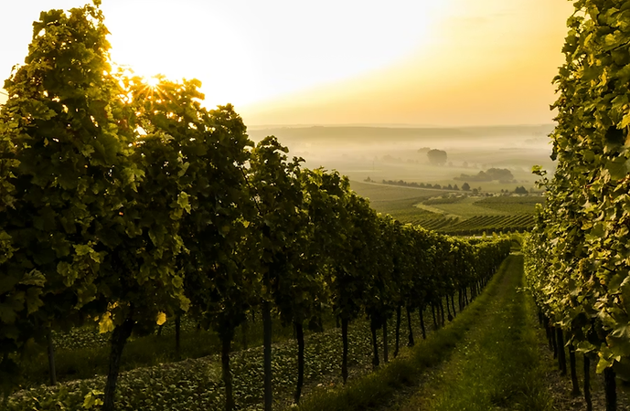 California Vineyard at Sunset