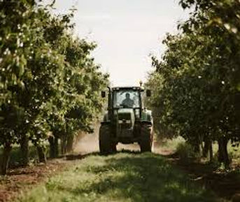 Tractor in Almond Orchard