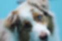 cinnamon 2_edited.jpg
