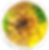 Salmango