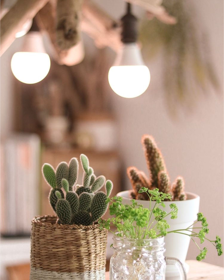 植物育成ライト